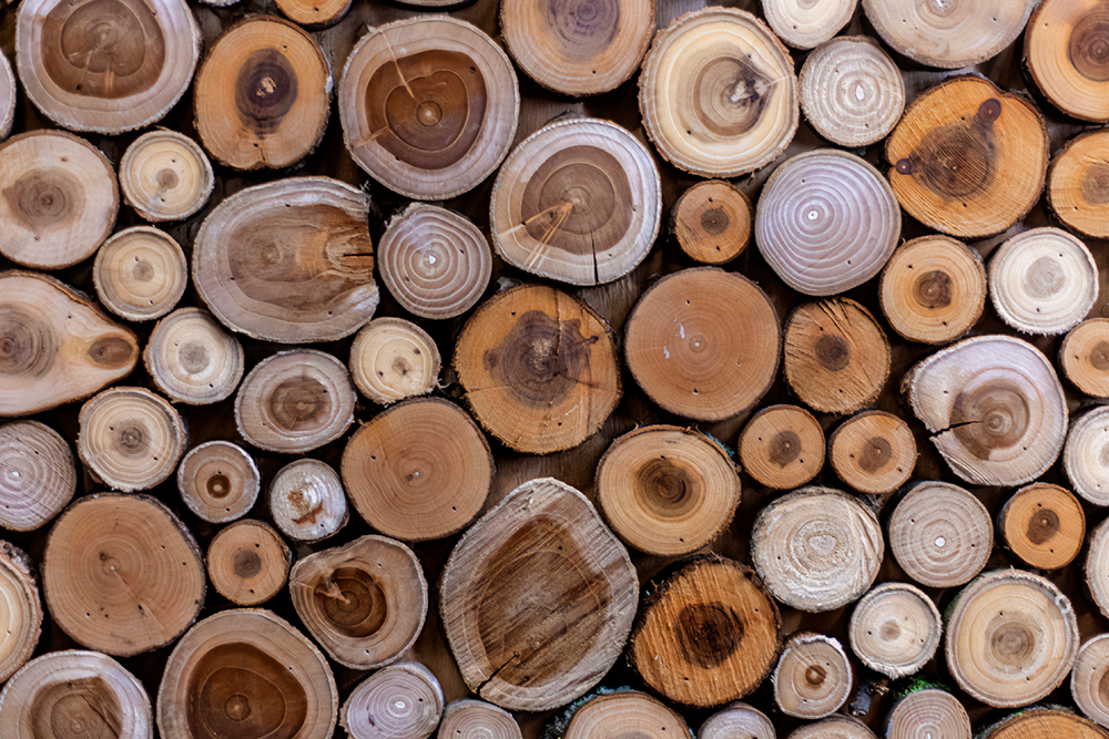 Holzarten und ihre einzigartigen Eigenschaften